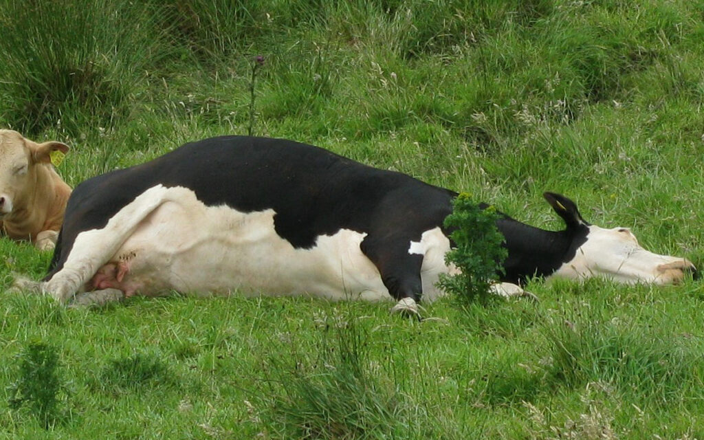 Dairy cow with a bloat treatment