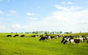 Rumenox® happy cows eating grass
