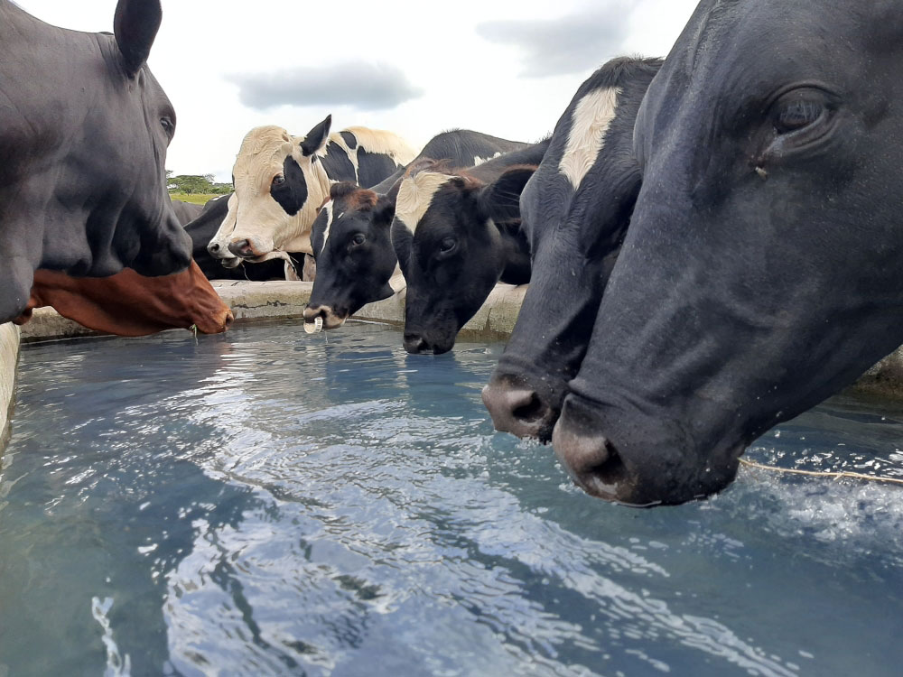 Dairy cows drinking water