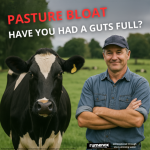 Pasture Bloat – Have you had a guts full?